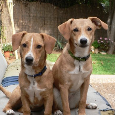 Animal Laws That Matter