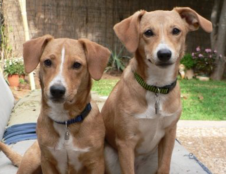 Twin Dogs