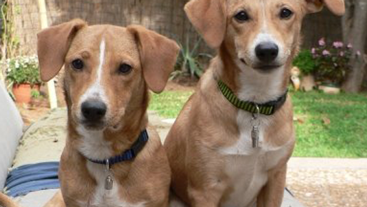 Animal Laws That Matter