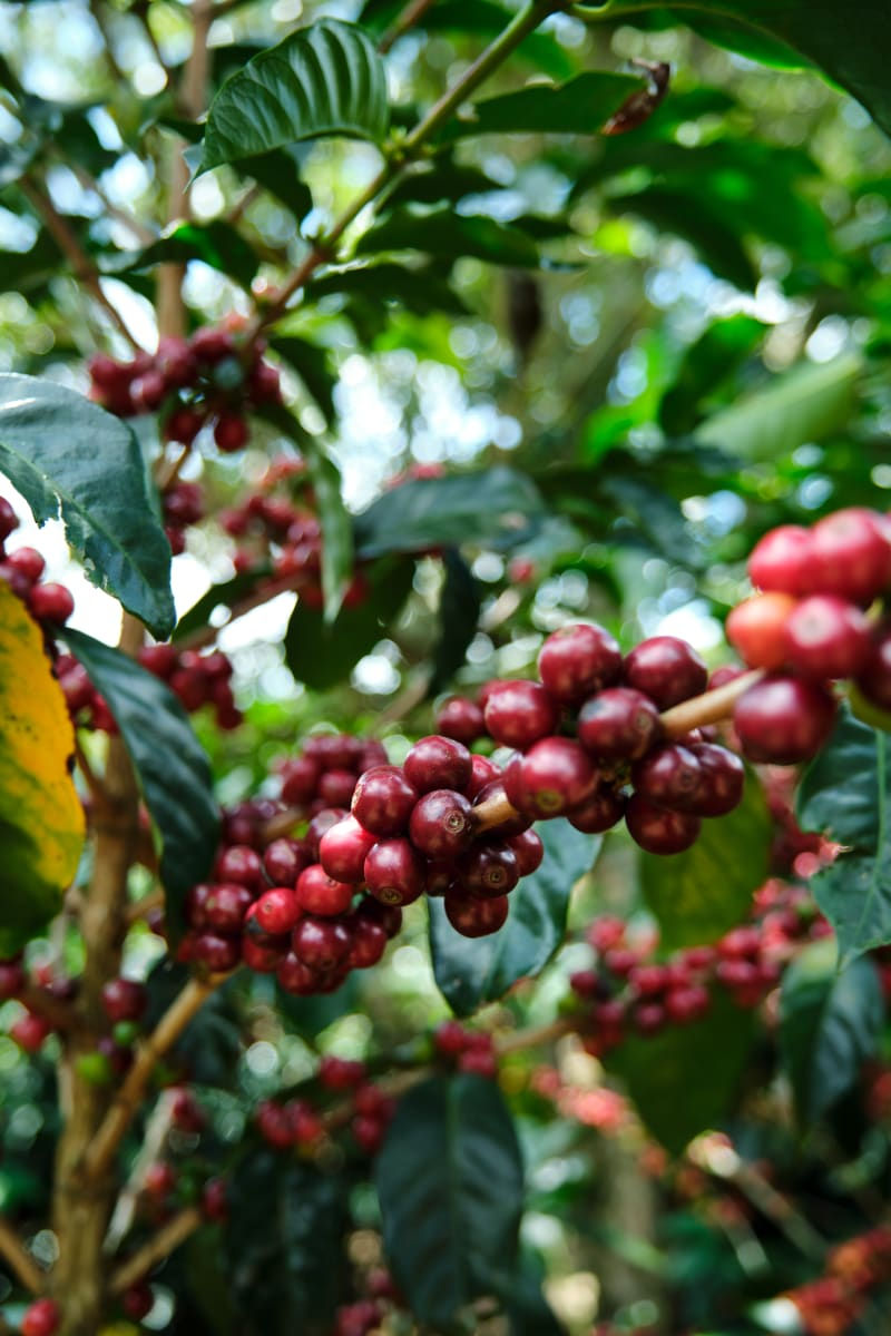 Thumbnail: Costa Rica Tarrazu - Filter