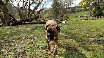 Boxer farm dog