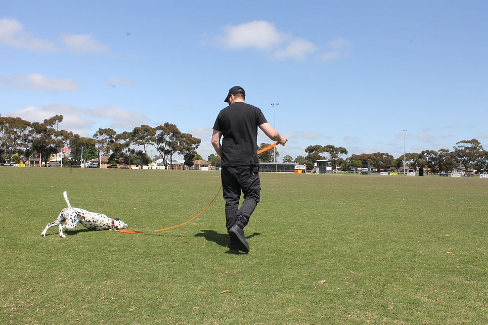 Scott Mahon crazy dog dalmatian dog trainer