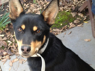 Owning a working dog breed!