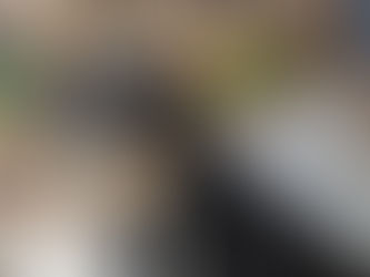 Owning a working dog breed!