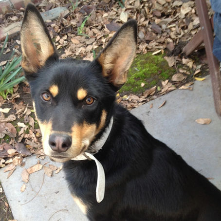 Owning a working dog breed!