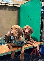 Waldecke Winter Crystal and Tansy Crufts 24.jpg