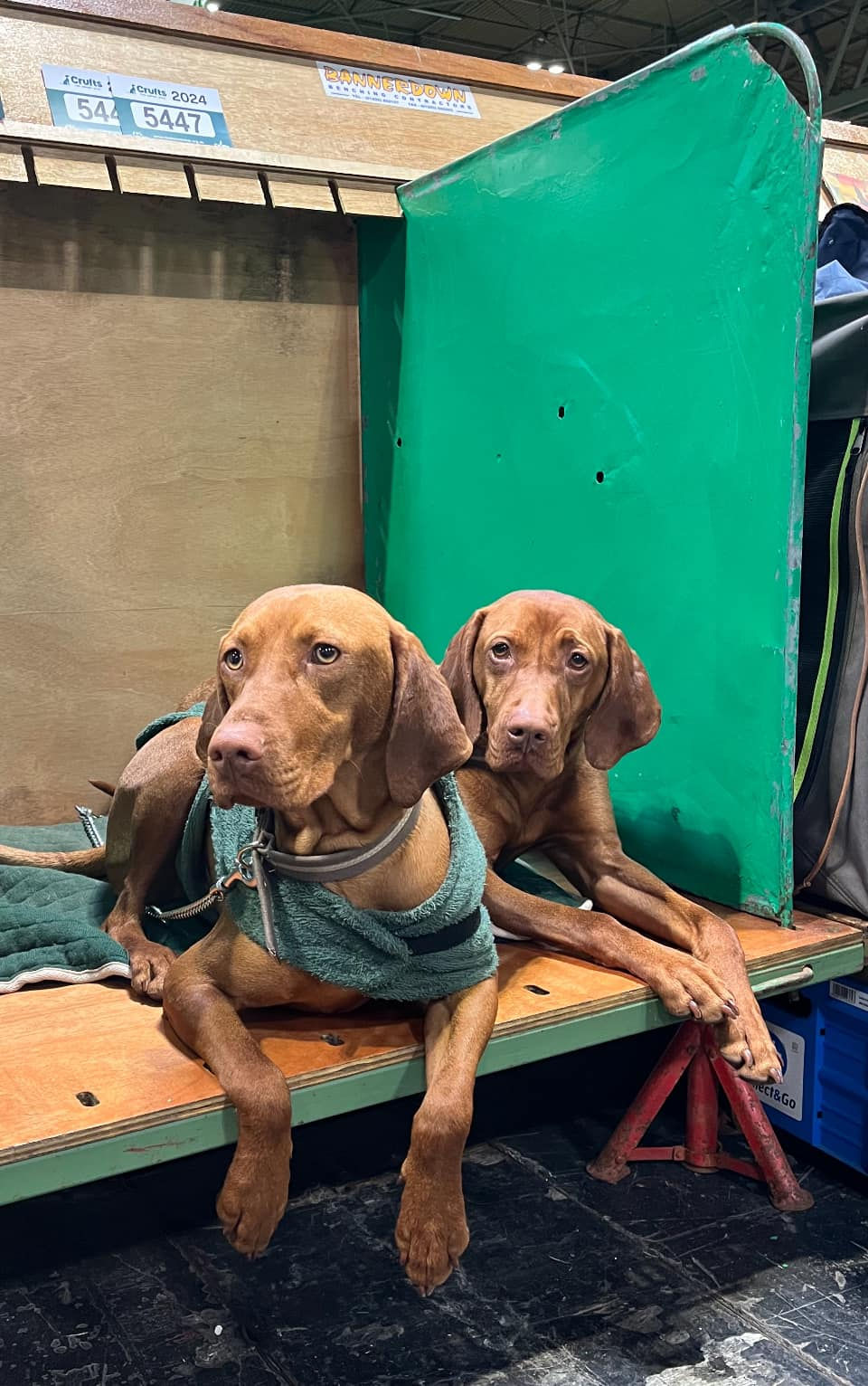 Thumbnail: Towelling Dog Robe Sold out