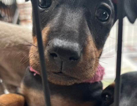 Rosie pups Isari Alice in Wonderland dk pink.jpg