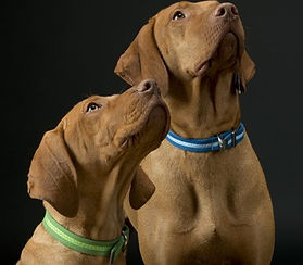 Daisy and Chase modelling collars