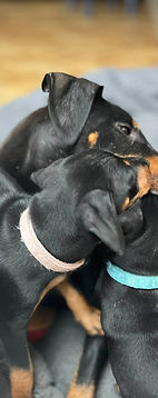 Rosie pups Isari The Dormouse l pink.jpg