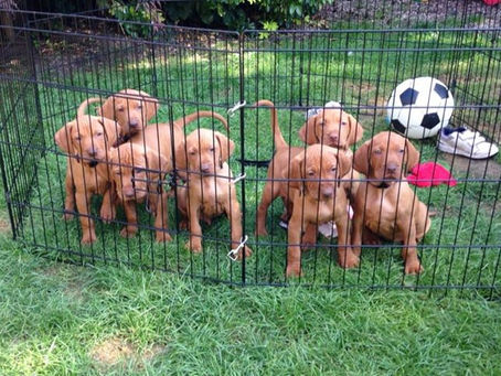 So are you ready for your puppy?
