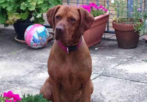 Daisy sat in the garden