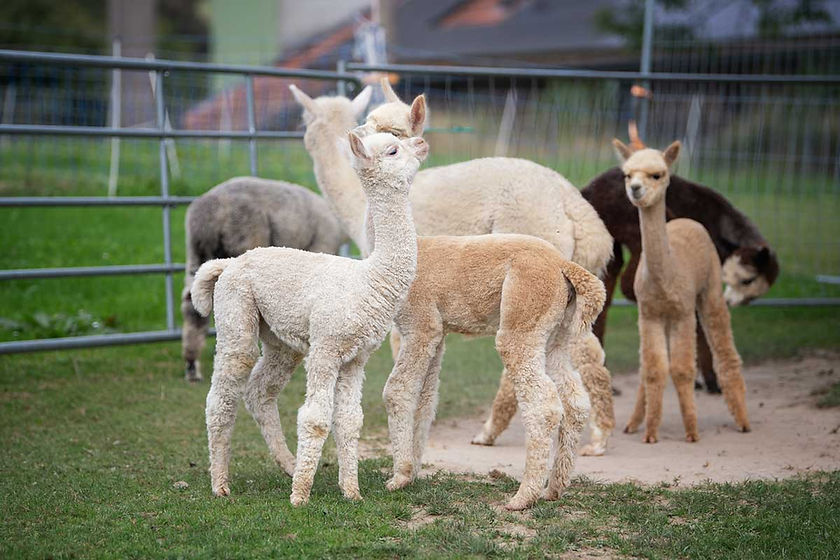 Unsere-Alpakas.jpg