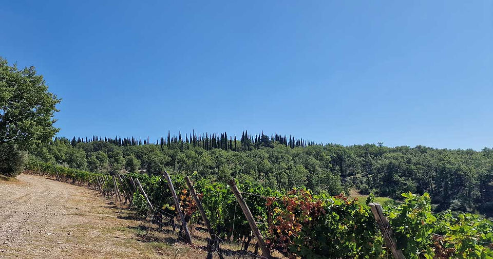 Chianti Classico