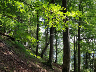 Vortragsabend «Forschung Buchenwälder»