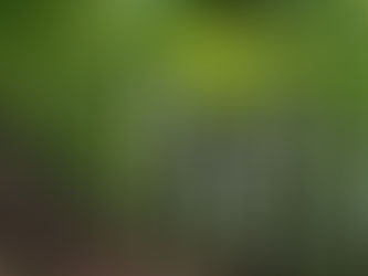 Vortragsabend «Forschung Buchenwälder»