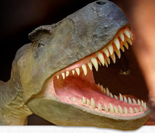 Dinosaur Museum, Dorchester