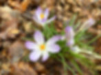 Crocus Ashenground Bolnore woods Michelle Thomasson.jpeg
