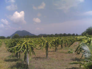 Dragon fruit farm