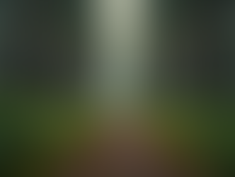 Eye-level view of a forest trail winding through tall trees