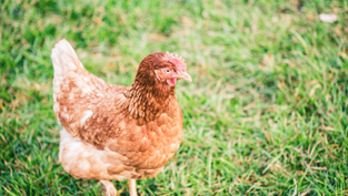 Understanding When Chicks Can Go Outside