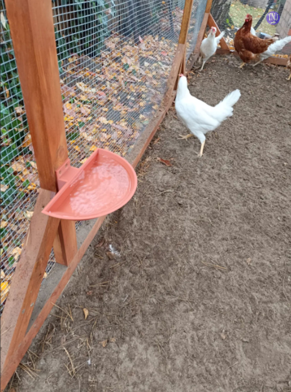 Thumbnail: large chicken waters