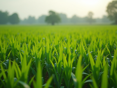 Eye-level view of a lush green farm field with diverse crops growing