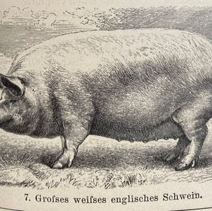 Schweinefleisch im Wandel der Zeit