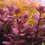 الصورة المصغرة: BACOPA SALZMANNII PURPLE