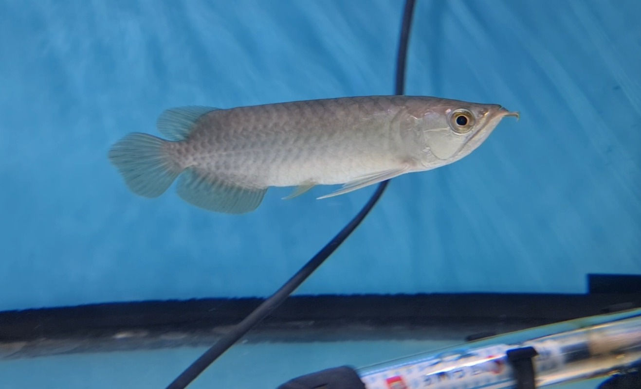 BANJAR RED AROWANA 15CM