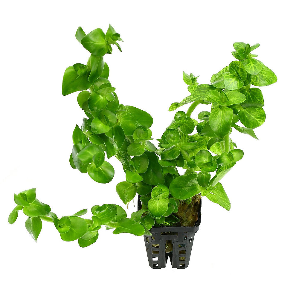 Bacopa Lanigera Variegata