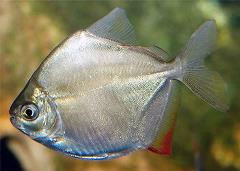Silver Dollar Fish 5cm