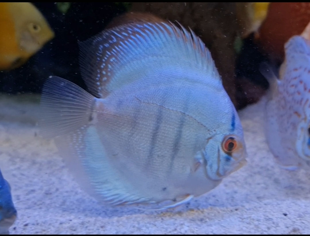 DISCUS BLUE COBALT 9cm