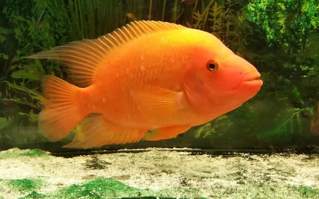 Red Devil Cichlid 9cm
