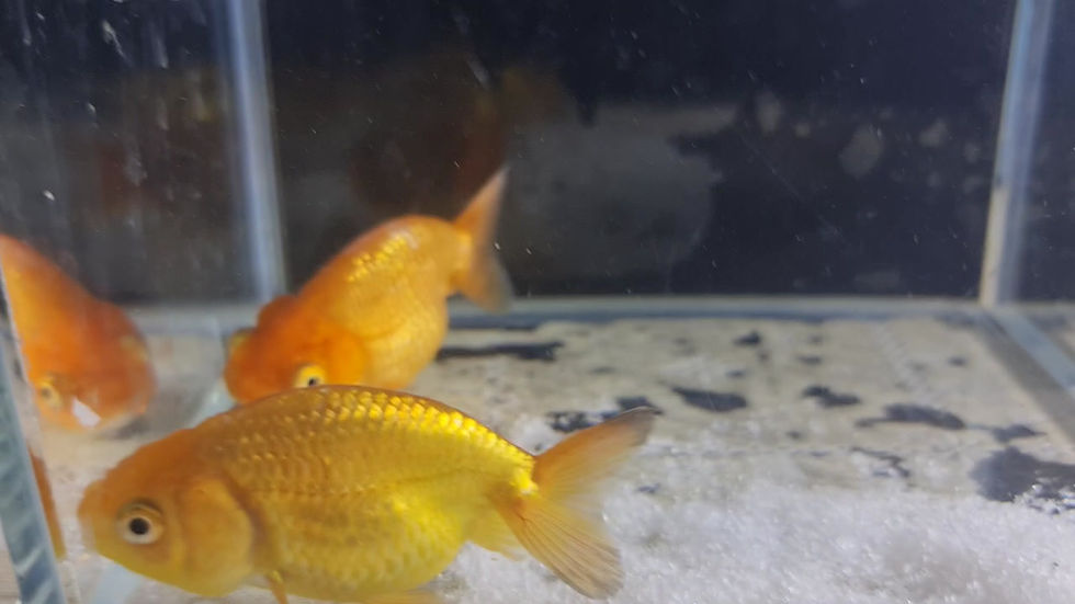 Gold Fish Collection | AL ARBEAA 2/3