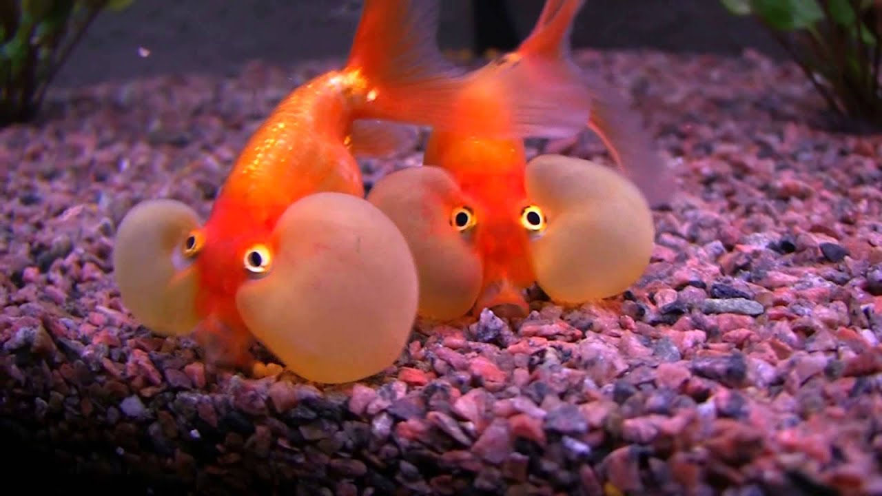 Bubble Eye Gold Fish 8cm