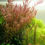 الصورة المصغرة: Rotala Rotudifoila