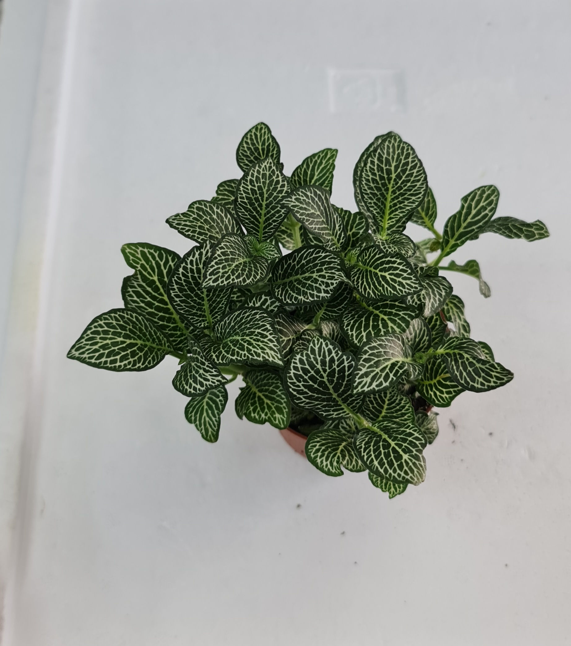 FITTONIA GREEN