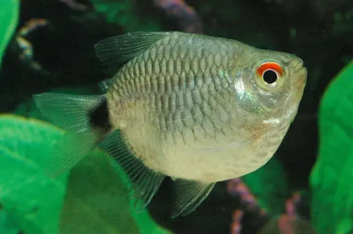 Balloon red eye tetra 3cm