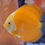 縮圖：DISCUS YELLOW 8 cm