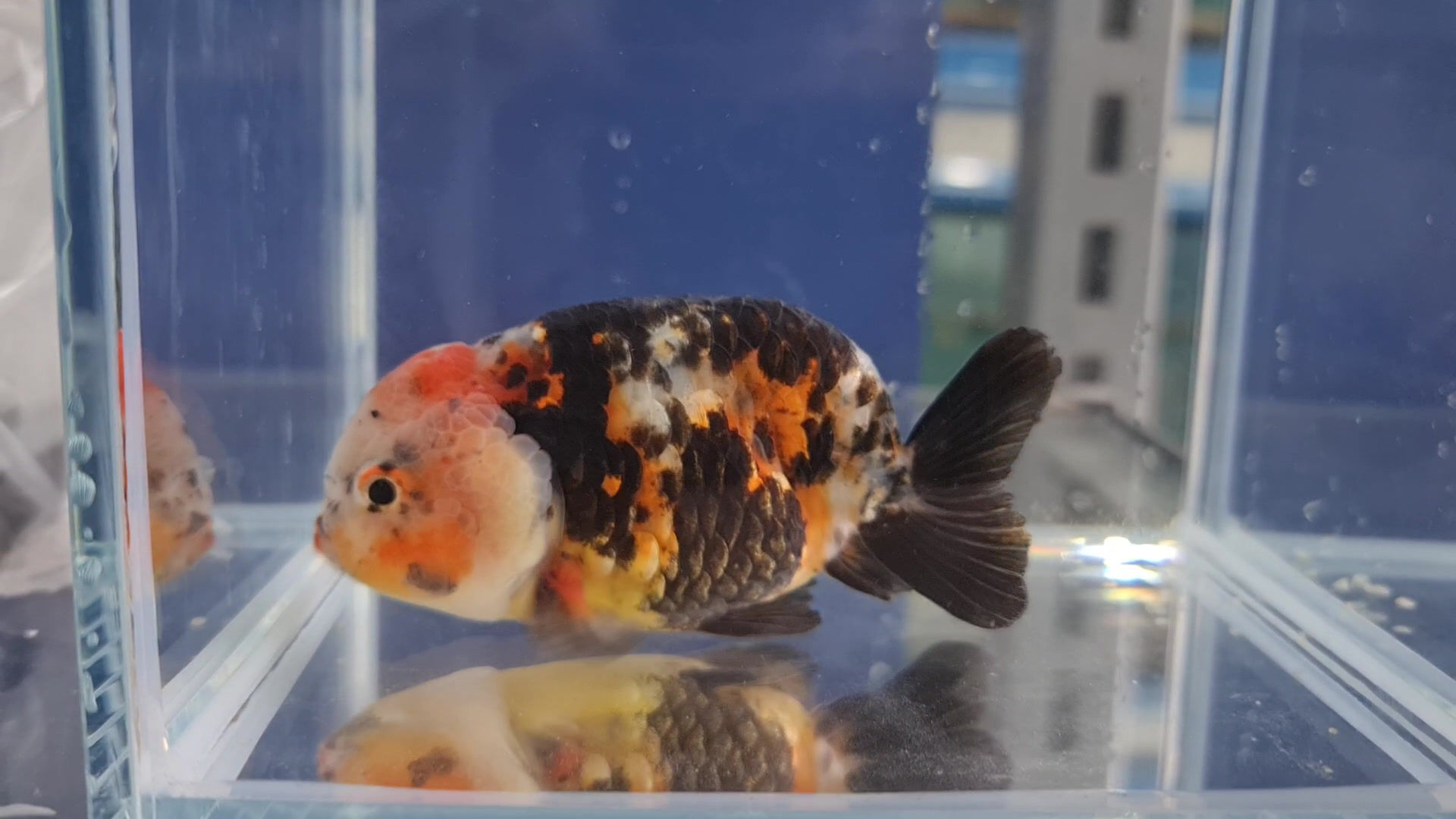 CALICO RANCHU FISH 10-11CM