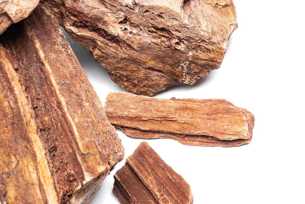 縮圖：Red Wood Fossil - 12-18CM