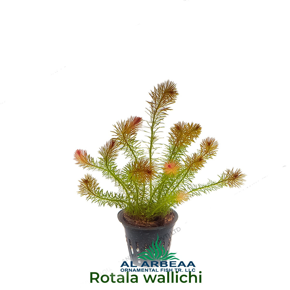 روتالا واليشي