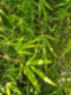 Thumbnail: Koto No Ito