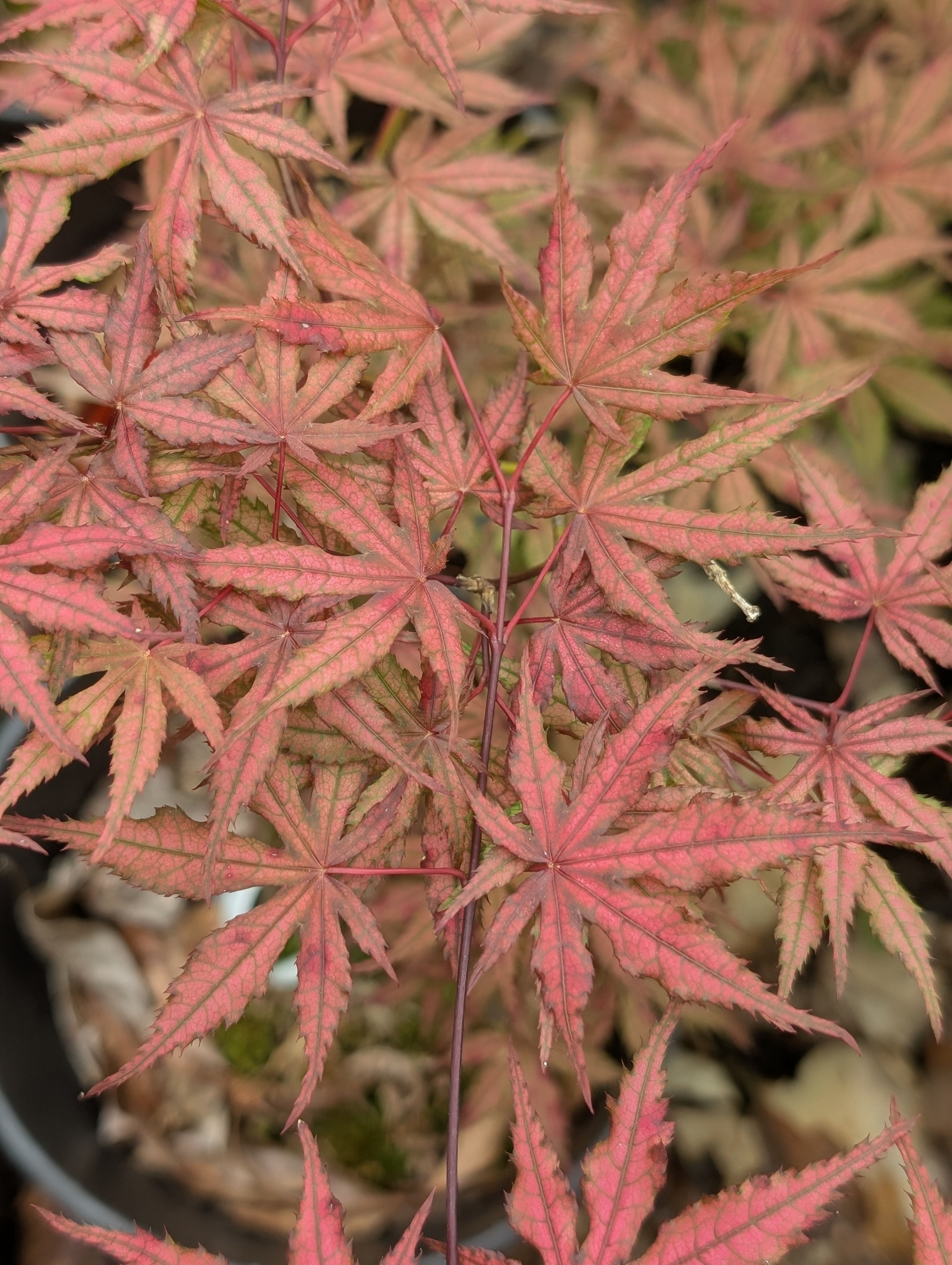 Olsen's Frosted Strawberry