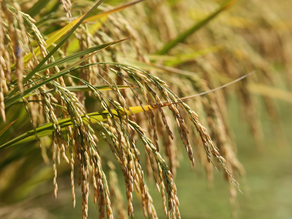 Federarroz cobra ações federais para proteger a orizicultura da concorrência externa