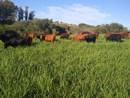 Promebo e Sebrae subsidiam testes de genômica e ultrassonografia de carcaça