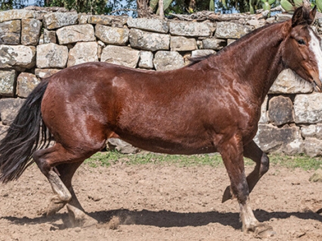 Leilão de éguas Crioulas oferece 24 lotes de genética selecionada em Pedras Altas e Aceguá