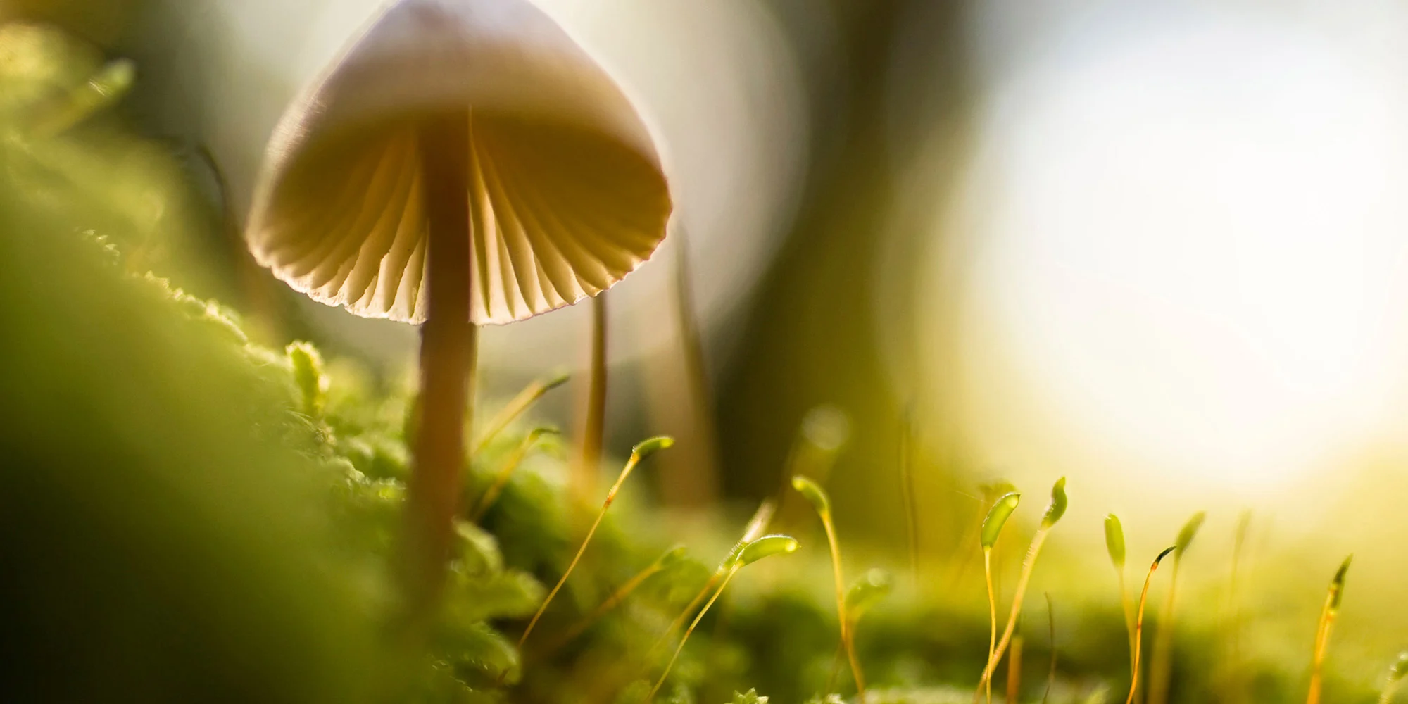 What-Are-Magic-Mushrooms.webp