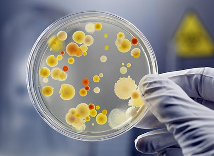 bacteria.jpg